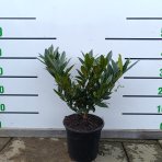 Vavrínovec lekársky (Prunus laurocerasus) ´OTTO LUYKEN´ - výška 20-40 cm, kont. C3L (-22°C)
